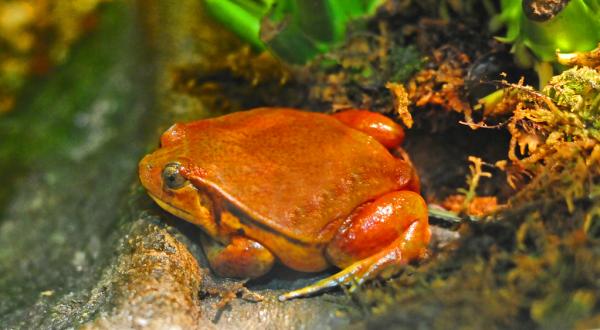 10 trujących żab z imionami i zdjęciami - 5. Madagaskar pomidorowa żaba