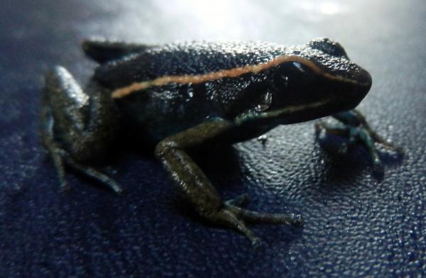 10 trujących żab z imionami i zdjęciami - 7. Trująca żaba Amarakeri
