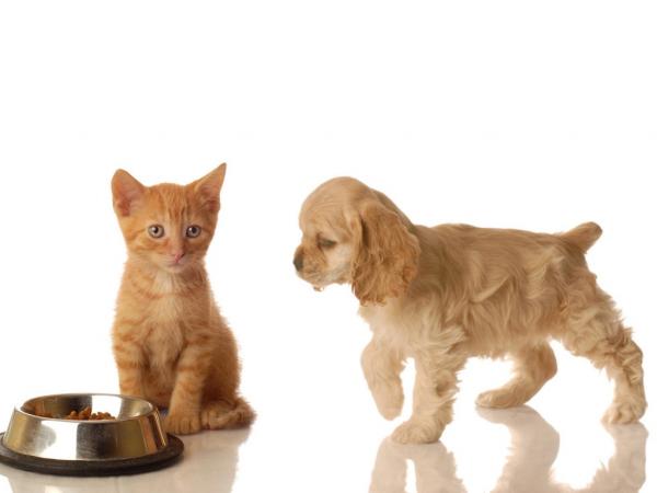 Zazdrość między kotami a psami - Unikaj sporów o jedzenie