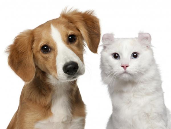 Zazdrość między kotami i psami - Oferuj taką samą opiekę i uwagę