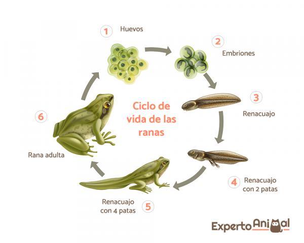 Jak rodzą się żaby?  - Cykl życia żab