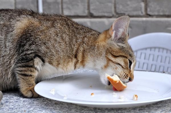 Czy chleb jest zły dla kotów?  - Czy koty mogą jeść chleb?