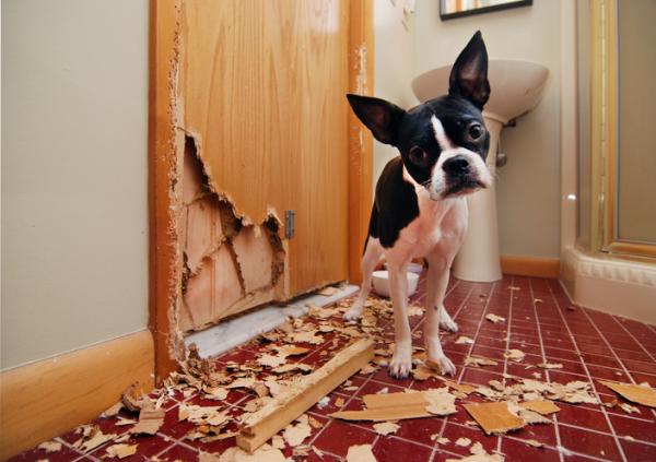 Mój pies zjada papier - Przyczyny, konsekwencje i rozwiązania - Dlaczego mój pies zjada papier?