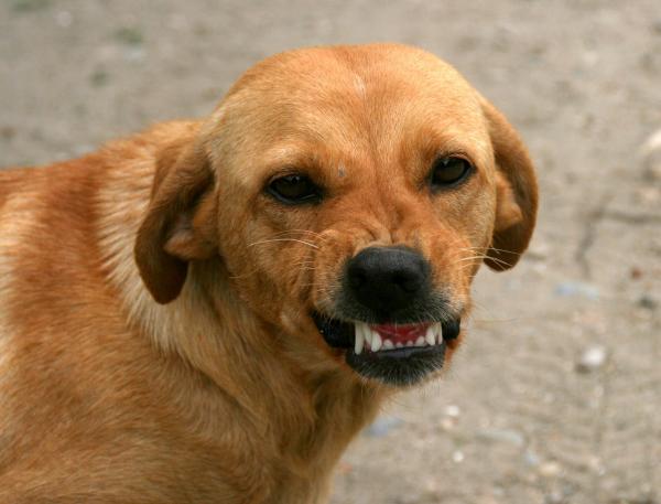 Pies Zaborczy - Ochrona Zasobów - Co to jest Ochrona Zasobów?  Jak rozpoznać psa zaborczego?