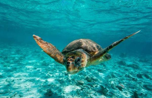 Jakie jest najszybsze zwierzę w morzu?  - Top 10 - Jakie jest najwolniejsze zwierzę wodne na świecie?