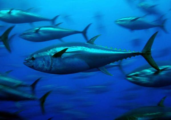 Jakie jest najszybsze zwierzę w morzu?  - Top 10 - 7. Tuńczyk błękitnopłetwy