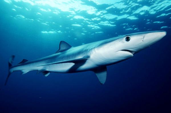 Jakie jest najszybsze zwierzę w morzu?  - Top 10 - 6 Blue Shark