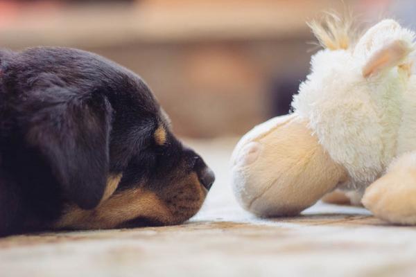 Najczęstsze choroby u psów rasy rottweiler - 6. Skręt żołądka