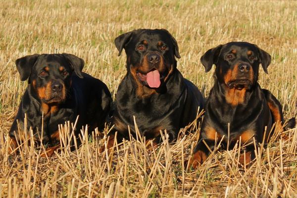 Najczęstsze choroby u psów rasy Rottweiler - 11. Osteocarcoma, rodzaj nowotworu
