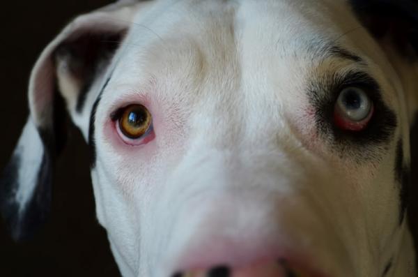 Rasy psów z dwukolorowymi oczami - Rasy psów z częściową heterochromią