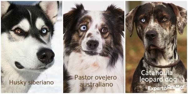Rasy psów z dwoma kolorami oczu - Kompletne rasy psów z heterochromią