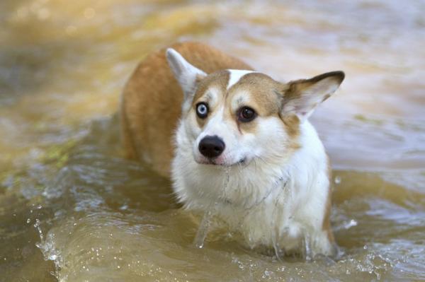 Rasy psów o dwukolorowych oczach - Psy z jednym okiem niebieskim i jednym okiem brązowym