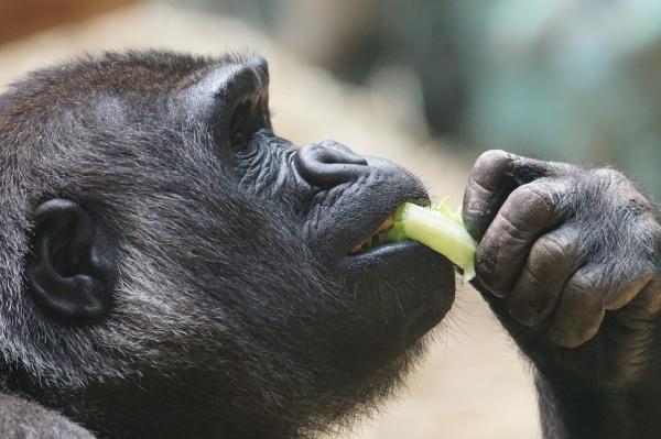 Karmienie goryli - Co jedzą goryle?