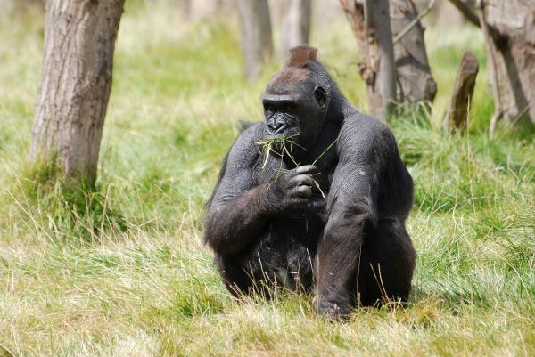 Karmienie gorylami - Używanie narzędzi do zdobywania pożywienia