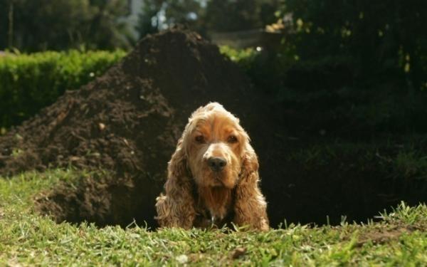 Jak uniemożliwić psu robienie dziur w ogrodzie?  - Dlaczego psy uciekają?
