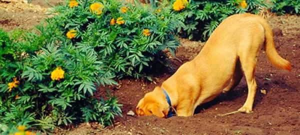 Jak uniemożliwić psu robienie dziur w ogrodzie?  - Alternatywa dla psów, które muszą kopać