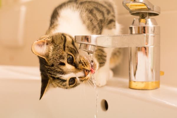Czy to normalne, że mój kot pije dużo wody?  - Ile wody dziennie pije kot?