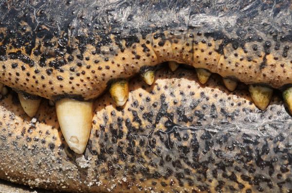 Karmienie krokodyla - Układ pokarmowy krokodyla