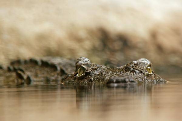 Karmienie krokodyli - Jak poluje krokodyl?