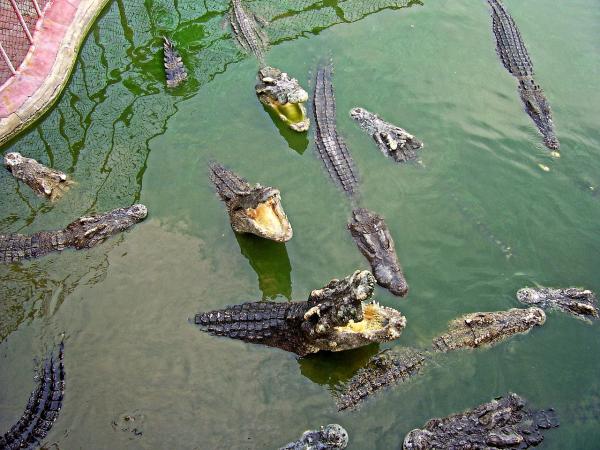 Karmienie krokodyli - Co jedzą krokodyle?