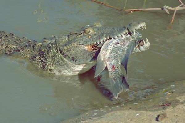 Karmienie krokodylem - Jak często je krokodyl?