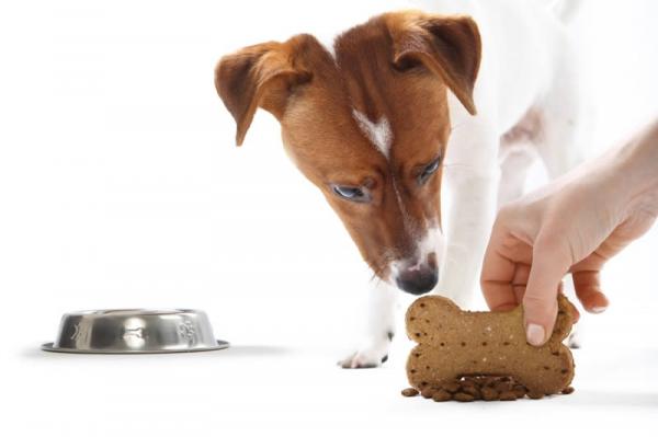 Dlaczego mój pies na mnie warczy, kiedy je?  - Co zrobić, gdy nasz pies warczy na nas podczas jedzenia?
