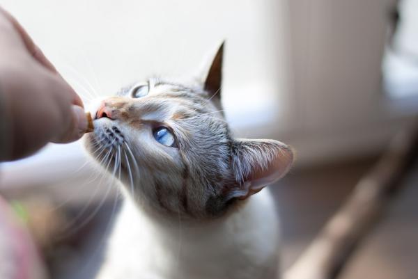 Najlepiej zbilansowana karma dla kotów - jaka jest najlepiej zbilansowana karma dla kotów?