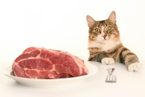Skład karmy dla kotów - Rodzaje mięs, z których składa się karma dla kotów