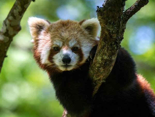 Zwierzęta podobne do szopów - Mała Panda