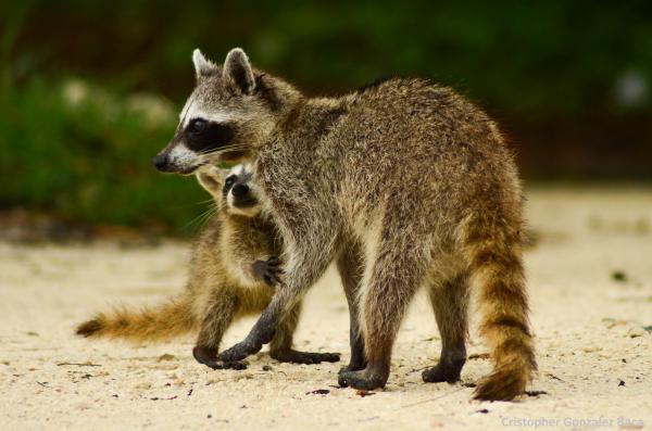 Zwierzęta podobne do szopów - Cozumel Raccoon