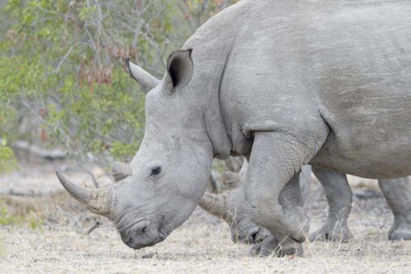Nosorożce - Rodzaje, cechy i siedlisko - Rodzaje nosorożców