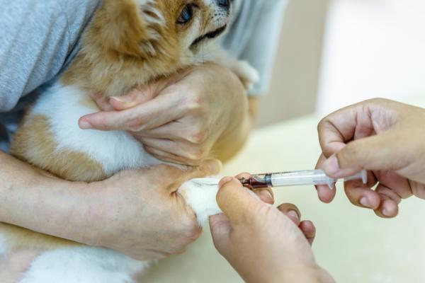Zapalenie przełyku u psów - objawy i leczenie - diagnostyka zapalenia przełyku u psów