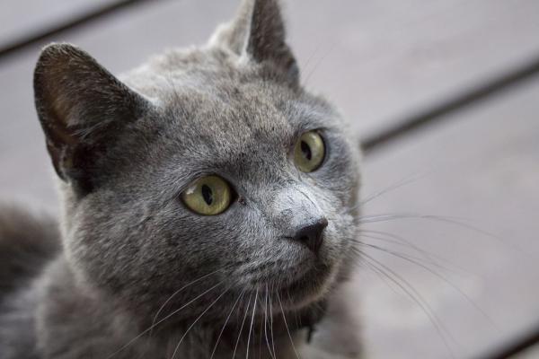 Osobowość kotów według ich umaszczenia - Szary kot