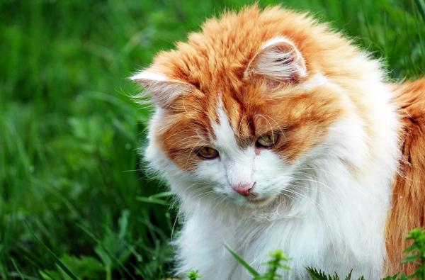 Osobowość kotów według ich umaszczenia - Koty dwukolorowe