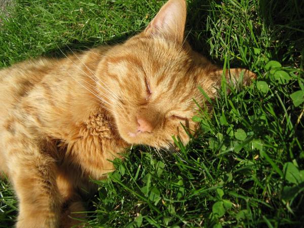 Osobowość kotów według ich umaszczenia - Pomarańczowy kot