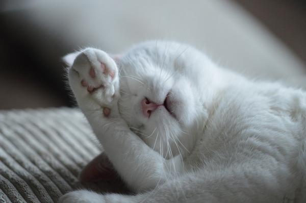 Osobowość kotów według ich umaszczenia - Biały kot