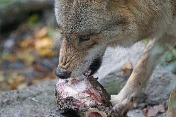 Dieta wilka - Ile zjada wilk