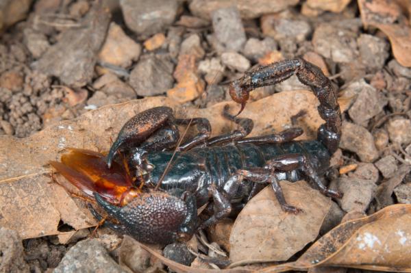 Skorpion cesarski jako zwierzak - dieta skorpiona cesarskiego
