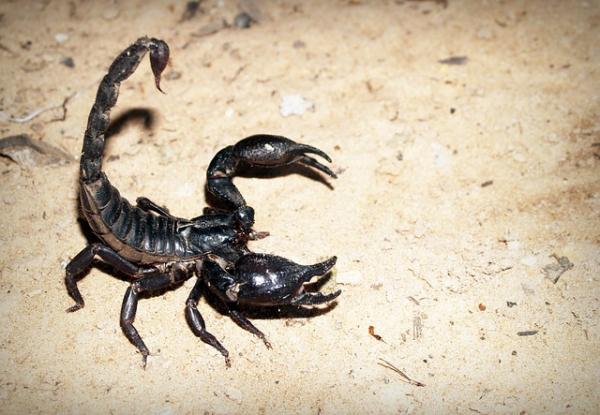 Cesarski skorpion jako zwierzak - Charakterystyka cesarskiego skorpiona