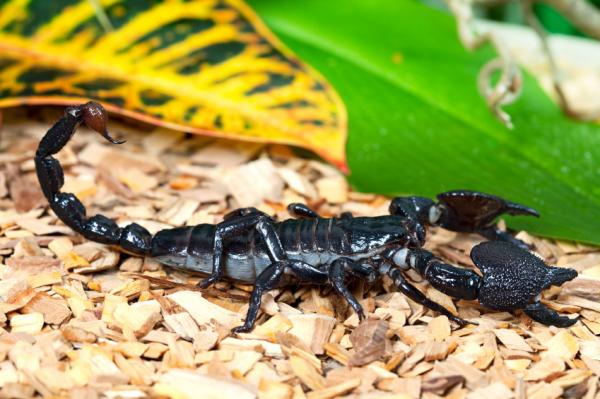Skorpion cesarski jako zwierzę domowe - opieka nad skorpionem cesarskim