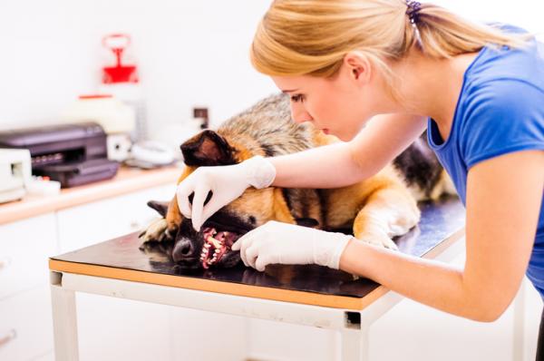 Zapalenie jamy ustnej u psów - przyczyny i leczenie - Objawy zapalenia jamy ustnej u psów