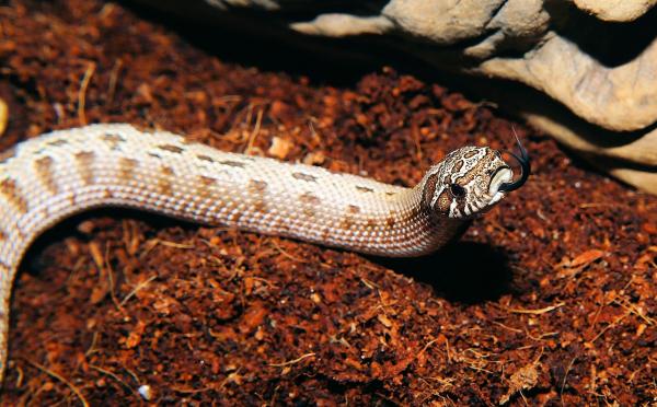 Karmienie węży - Jak często musisz karmić węże?