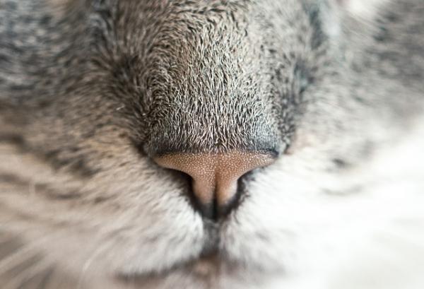 10 zapachów, które koty nienawidzą – zrozummy koty 