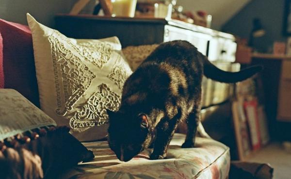 10 zapachów, które koty nienawidzą - inne zapachy 