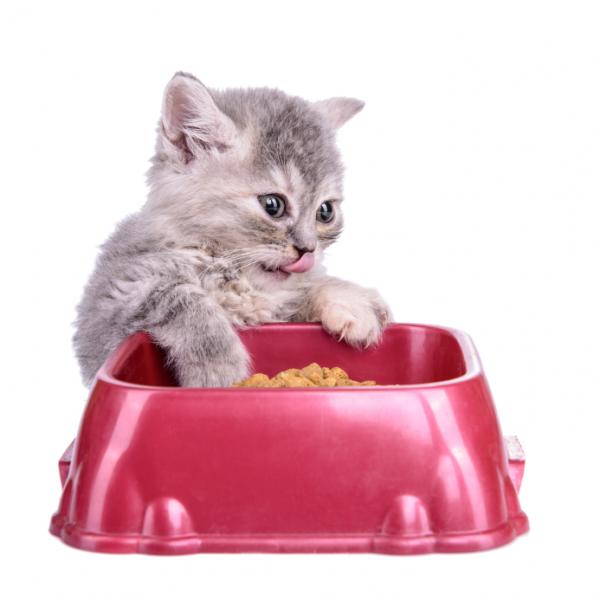 10 rzeczy, które koty lubią - 7. Jedz