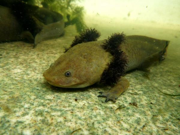 Rodzaje aksolotli - Pátzcuaro axolotl (Ambystoma dumerilii)