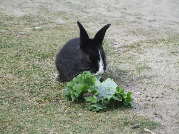 Czy króliki mogą jeść sałatę?  - Ile sałaty jest odpowiednie dla królików?