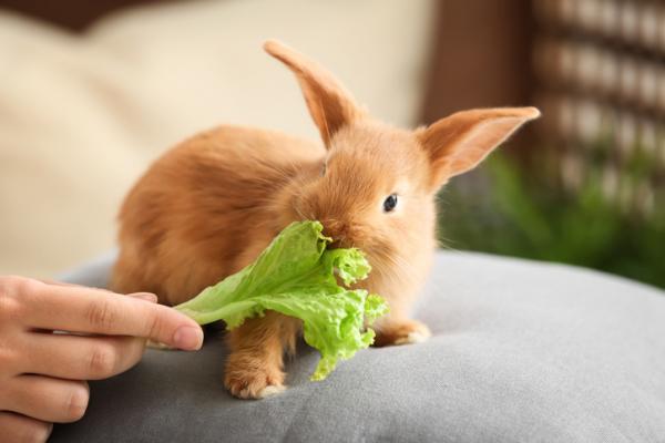 Czy króliki mogą jeść sałatę?  - Czy królik może jeść sałatę?