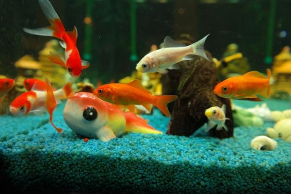Dlaczego złota rybka jest agresywna - przestrzeń, kompatybilność i brak jedzenia?