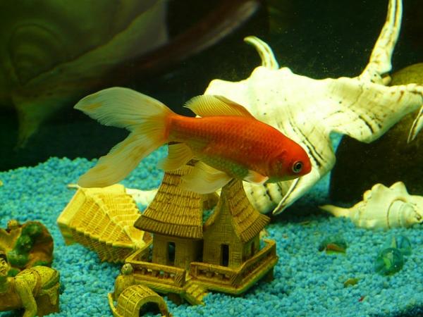 Dlaczego złote rybki są agresywne - seksualność złotych rybek